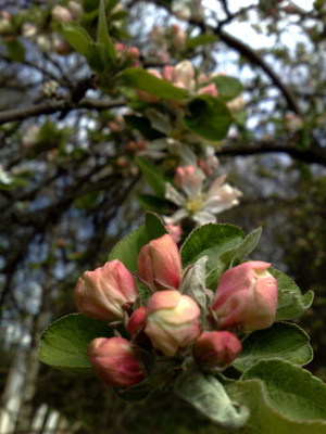 Apple & Cheery Blossom