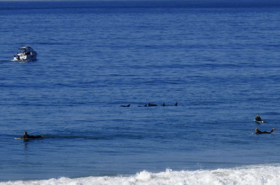 Dolphins @ Palm Beach