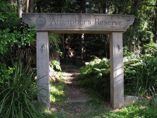 Angophora Reserve in Avalon