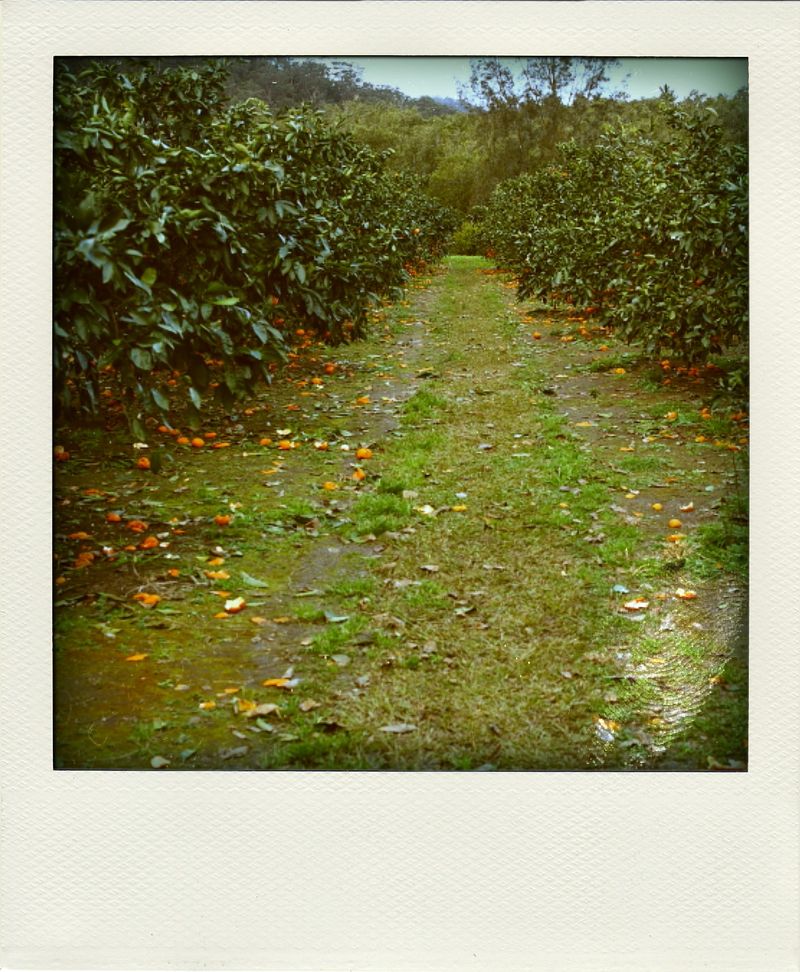 Pick your own madarins at Wisemans Ferry, or, Mandarins on Poladroids