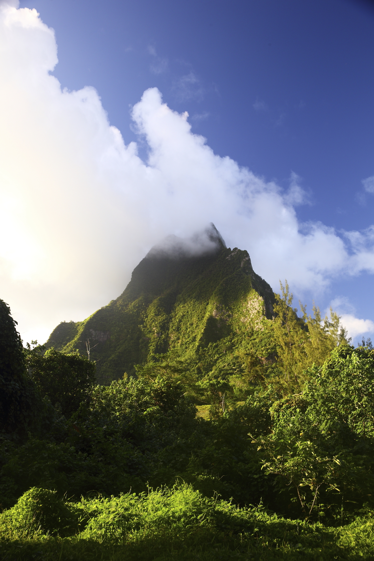 Up in the mountains of Moorea, Tahiti