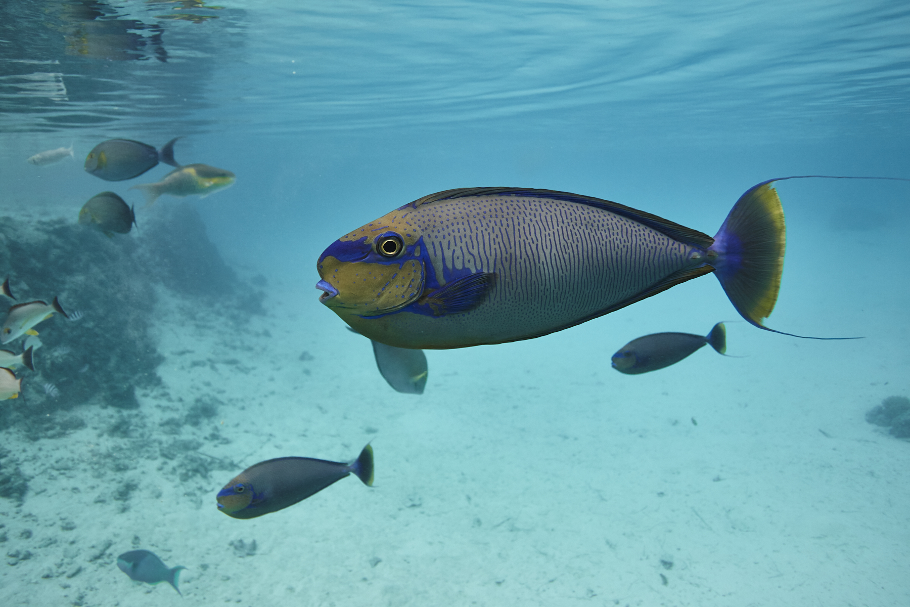 Aquatic Life at St. Regis Bora Bora