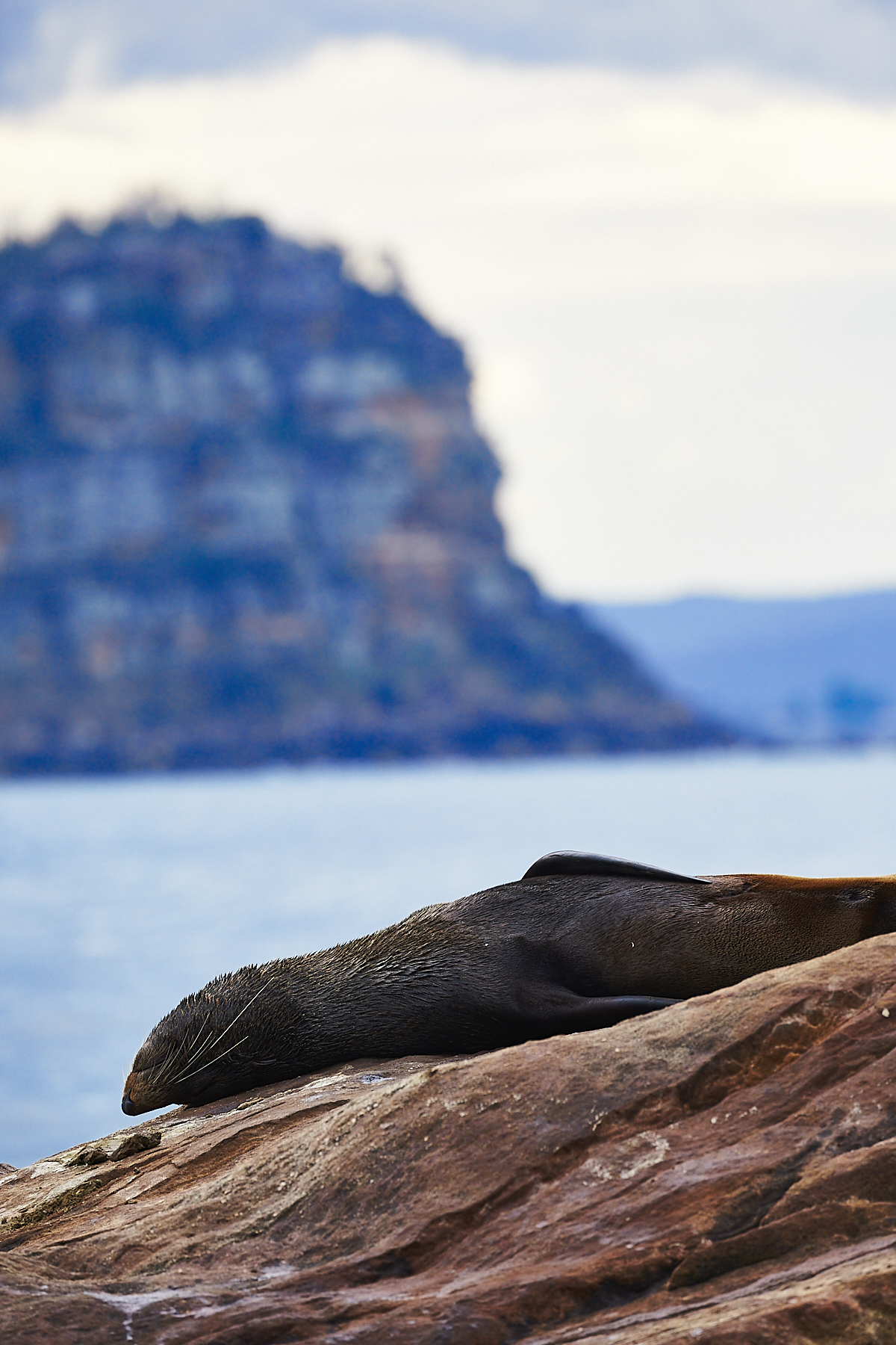 Meet the Seals from Palm Beach