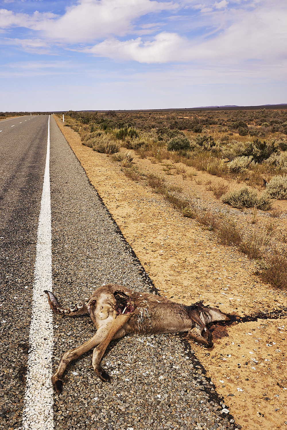 Road Kill on the Barrier Highway