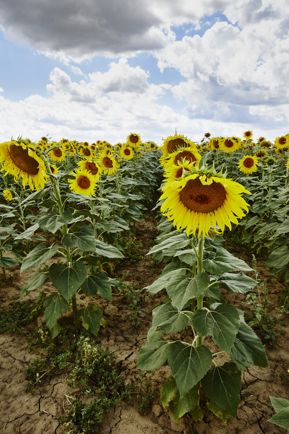 Sunflowers Italy
